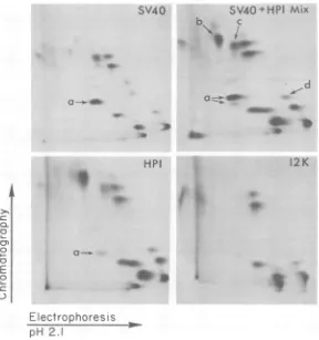 FIG. 6.plates,methionineSamplestroelutiontolylsulfonylchromatographedThe Tryptic fingerprint analysis of small t antigen from SV40 and HP1