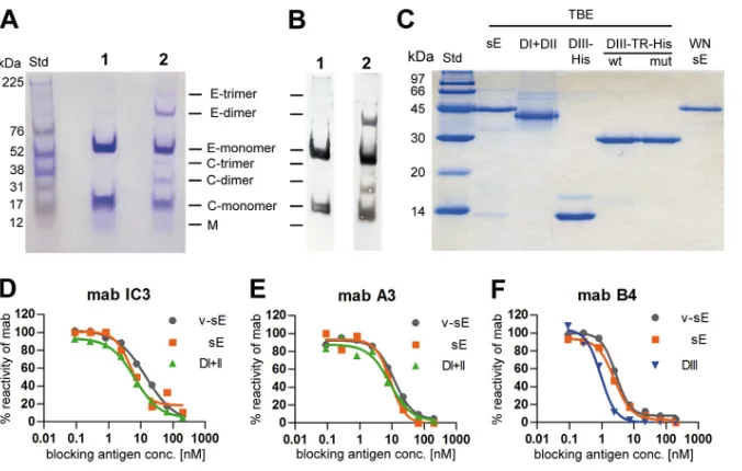 FIG 2 Quality controls of antigens used in the study. (A) Coomassie-stained SDS-PAGE (5% phosphate gel) (44) and Western blotting (B) with a polyclonalmouse serum speciﬁc for C and E proteins (lanes 1, puriﬁed live virus; lanes 2, formalin-inactivated viru