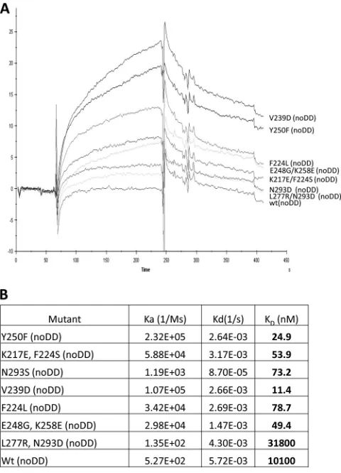 FIG 7 SPR analysis of nondimerized Ad3 ﬁber knob interactions with DSG2.(A) DSG2 was immobilized on sensorchips, and background was automati-cally subtracted from the control ﬂow cell