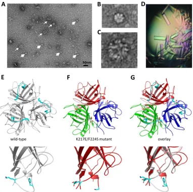 FIG 8 Electron microscopy and 3D structure of Ad3 ﬁber knob mutant JO-2. (A to C) Negative staining of JO-2 with SST