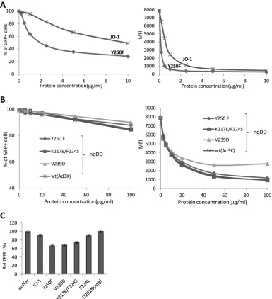 FIG 9 Analysis of dimeric Ad3 ﬁber knob mutants with increased afﬁnity to DSG2. (A) Competition of Ad3-GFP virus infection on HeLa cells with dimeric