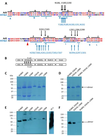 FIG 1 Residues found to be critically involved in binding to DSG2. (A) Shown are the amino acid sequences of the Ad3 and Ad14p1 ﬁber knob