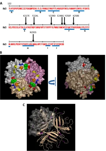 FIG 6 Amino acid substitutions that increase the binding to DSG2. (A) Shown is the amino acid sequence of the Ad3 ﬁber knob