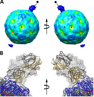 FIG 3 Asymmetric reconstruction and ﬁtted Fab structure. (A) An asymmetric approach aimed at reconstructing one Fab fragment bound to the capsidsurface resulted in strong Fab density at �30% of the magnitude of the capsid density