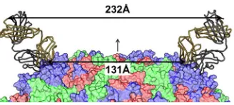 FIG 6 Sequence alignments of the 17 EV71 virus strains used in Chen et al. (IIb 12 MAbs, whereas strains in the blue box (antigenic types 2.3 and 2.4) are not neutralized by the same class