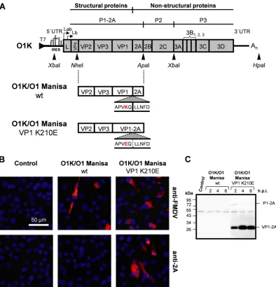 FIG7 Rescue of infectious FMDV with uncleavable VP1-2A. (A) Schematic representation of the structure of FMDV cDNAs
