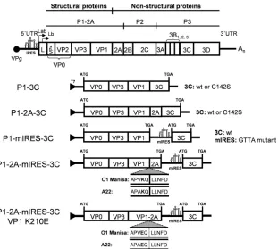 FIG 1 Schematic representation of the FMDV genome organization and cDNA expression cassettes for FMDV capsid proteins