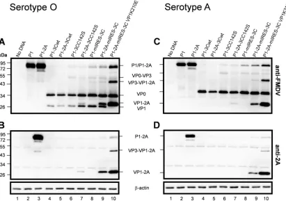 FIG 2 Expression and 3Cpro processing of FMDV capsid protein precursor P1, P1-2A, or P1-2A (VP1 K210E)
