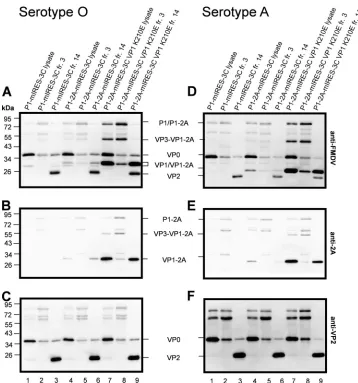 FIG 5 Characterization of FMDV protomers and assembled empty capsids. Aliquots of the whole-cell lysates for serotype O (A to C) and serotype A (D to F),as well as selected fractions containing protomers (fr