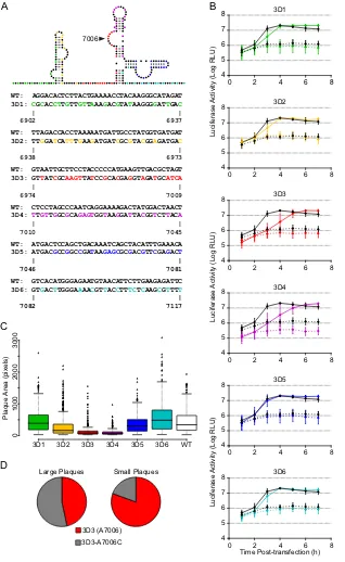 FIG 4 Mutagenesis of the 3D-7000 element and characterization of initial mutants. (A) Mutants