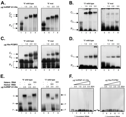 FIG 4 Mutations in the CS affect hnRNP A1 and/or PCBP2 binding to the 5(B and D, lanes 5 to 8)