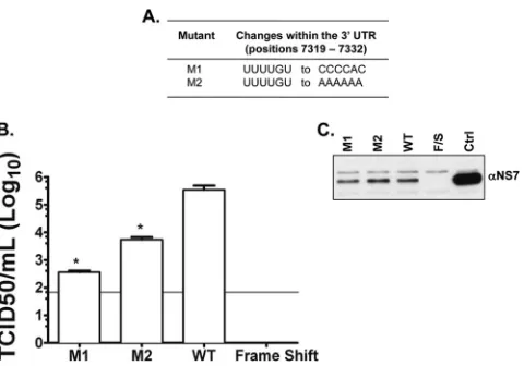 FIG 5 Nucleotide changes within the 3from BSRT7 cells transfected with thepT7MNV-1:3changes within M1 and M2