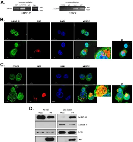 FIG 6 hnRNP A1 and PCBP2 subcellular localization and interaction with the viral RNA during MNV-1 replication