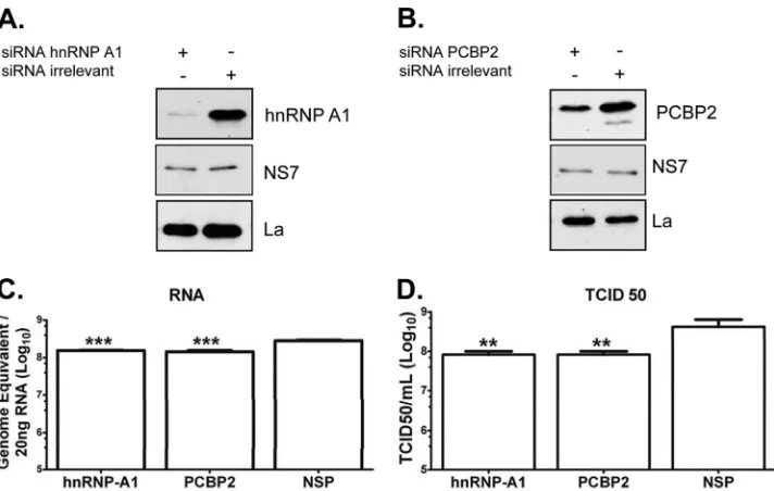 FIG 7 hnRNP A1 and PCBP2 siRNA affect virus replication. (A and B) BV-2 cells were transfected with an irrelevant siRNA or an siRNA speciﬁc for eitherinfection