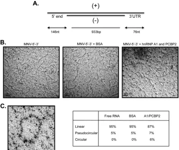 FIG 8 MNV-1 RNA circularizes in the presence of hnRNP A1 and PCBP2. (A) Scheme of the structure of the RNA molecule used (see Materials and Methods).(�), positive sense RNA molecule; (�), antisense RNA molecule