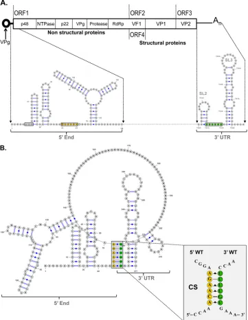 FIG 1 Computer analysis of the 5predicted structure. The secondary structures were predicted using Mfold2 software (represent the genome sequence between the 5different representative isolates and/or strains of MNV-1, corresponding to groups 1 to 9 shown i