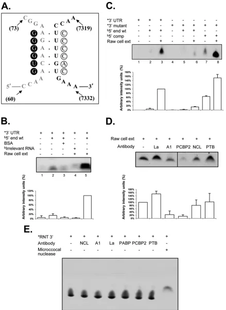 FIG 2 The interaction between the 5(lanes 2, 3, and 5) of the MNV-1 genomic RNA or an irrelevant related biotin-labeled RNA (lane 4) in the absence (lanes 1 and 2) or presence (lane 3) of 10= and 3= ends of the MNV-1 genomic RNA requires cellular proteins 