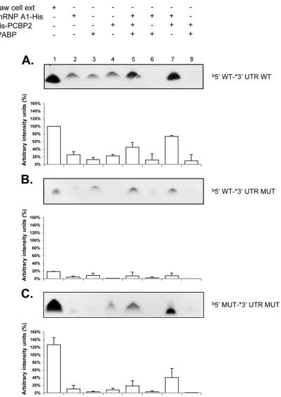 FIG 3 hnRNP A1 and PCBP2 contribute to CS binding, and mutations that disrupt the CS affect the formation of the coprecipitated complex