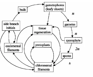 Fig 1.2 Life cycle of P. patens