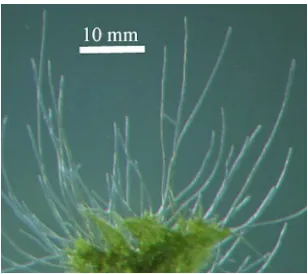 Fig 1.3 Caulonemal filaments grown in darkness. 