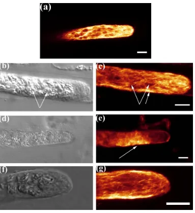 Fig 3.2 a-g Microtubule distribution in filaments that were gravistimulated for 15, 30, 60 and 120 minutes