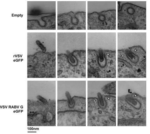 FIG 5 Visualization of clathrin-dependent uptake of rVSV RABV G by trans-mission electron microscopy