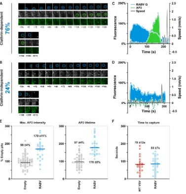 FIG 6 Live-cell imaging and kinetics analysis of rVSV RABV G internalization. (A) Tile view of images taken from a 10-min time-lapse movie (see Movie S1 in