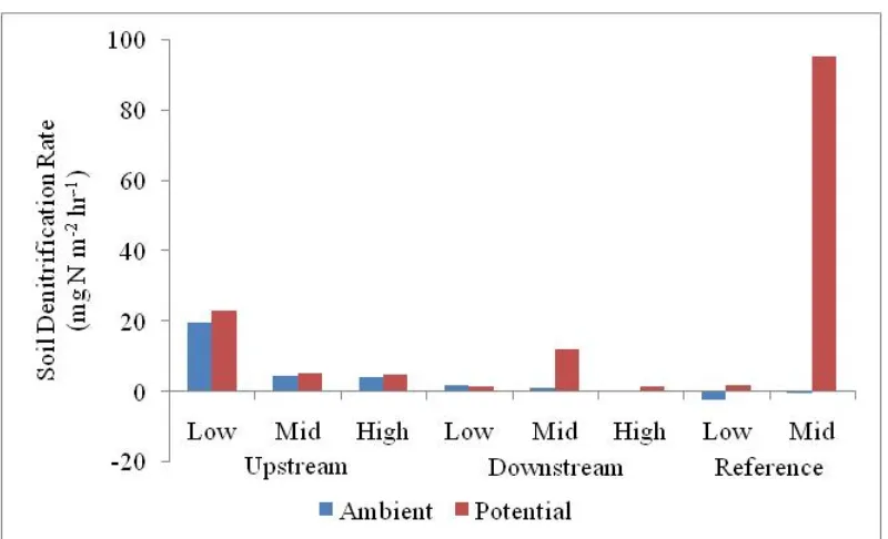 Fig. 2.11. The average ambient and potential soil denitrification rate in the brackish marsh