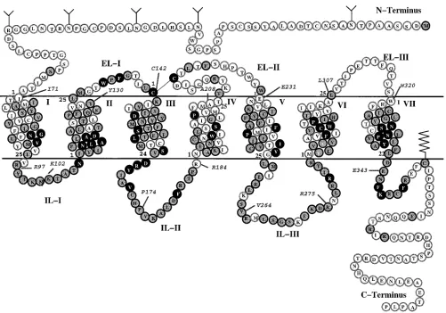 Figure 2.Serpentine model of human µ-opioid receptor sequence. Solid black lines represent the approximate membraneboundaries