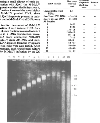 TABLE 1. Characterization of size-selected EcoRI-cut DNA ofM-MuLV infected cell line A9M-MuLV-