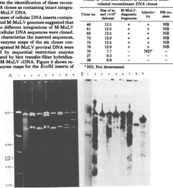 TABLE 2. Characterization of isolated M-MuLV-related recombinant DNA clones