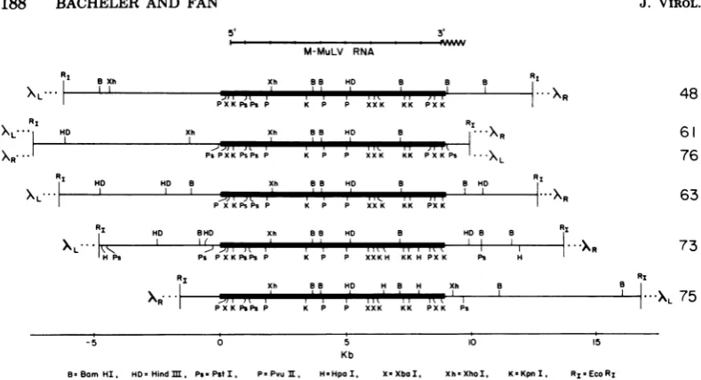 FIG. 6.areclonerespecthybridizationethidiumcoordinates,showninshownThe combinations) Restriction maps ofM-MuLVproviral clones
