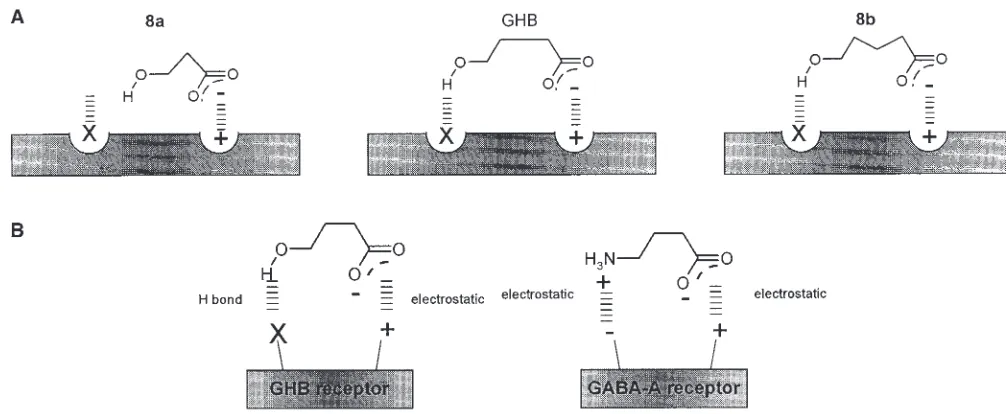Fig. 4. Schematic representations of ligand–receptor interactions for both gamma-hydroxybutyric acid and gamma-aminobutyric acid.
