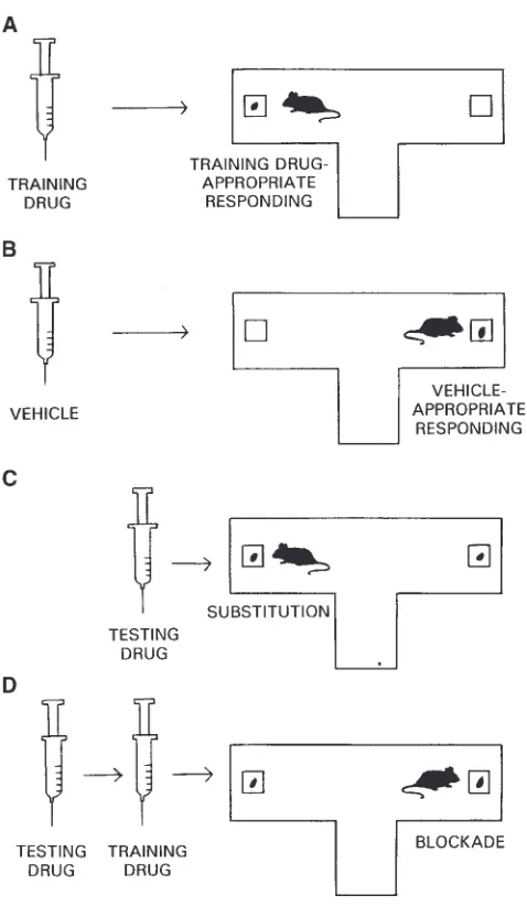Fig. 1. T-maze, food-reinforced drug discrimination technique used in theauthors’ laboratory (Colombo et al., 1996)