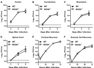 FIG 2 Viral replication in CNS tissues and cells from WT and MDA5�/� mice. (A to D) Mice were infected with 101 PFU of WNV by intracranial injection