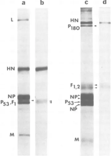 Fig. lc).firmedsmaller Limited-digest peptide mapping con- that both the larger (Fig. 2c) and the (Fig
