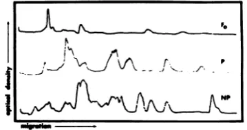 FIG. 3.polypeptides...... Fluorogram separated
