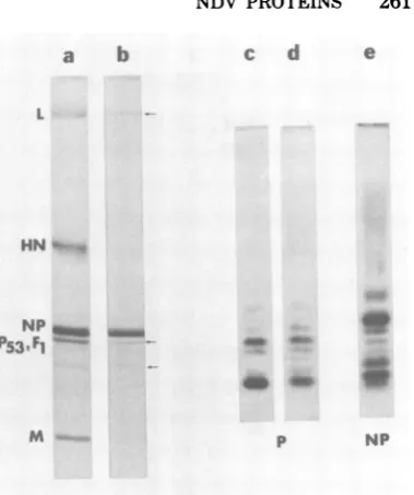 FIG..peptideRadioactivenucleocapsidsonsnine-labeledPAGE.equilibriumfromcomparedmapssidwhichcontainingions fluorogram 5