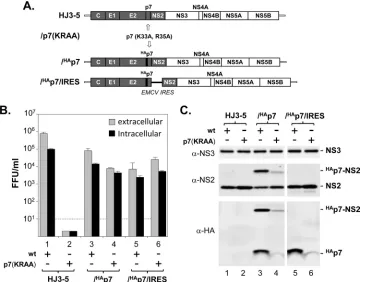 FIG 1 The effect of the HA epitope tag at the N terminus of p7 on infectious HCV production and p7-NS2 processing