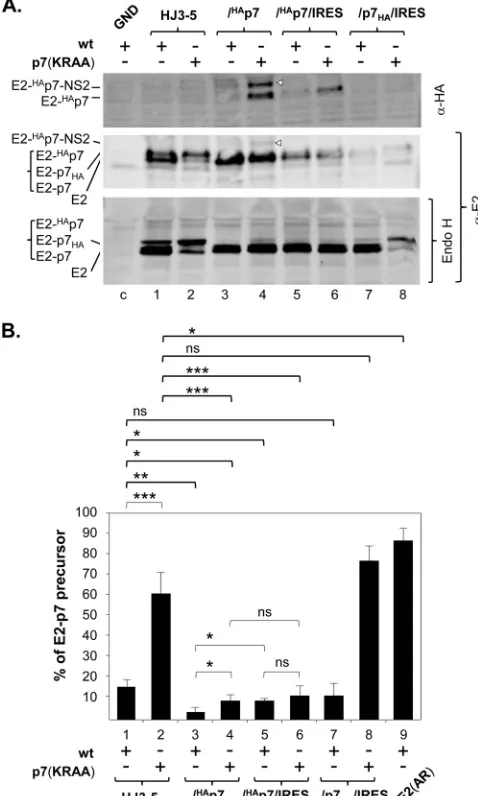 FIG 2 E2-p7 processing efﬁciency. (A) E2 and its precursors were detected byofusing Western blot analyses of cell lysates collected at day 2 postelectropora-tion of the indicated HCV RNAs to Huh-7 cells by using anti-E2 (�-E2) andanti-HA (�-HA) antibodies