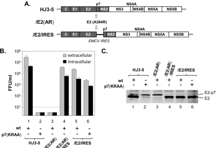 FIG 4 The effect of E2-p7 processing on HCV production. (A) The organization of HJ3-5 with and without E2 terminal residue mutation A384R (AR) to blockdeviations from four different experiments are shown