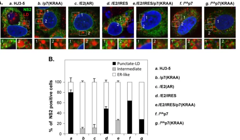 FIG 5 The impact of E2-p7 processing on NS2 localization and its interaction with NS3 from the following in panel A: frame a, HJ3-5; b, HJ3-5/p7(KRAA); c,HJ3-5/E2(AR); d, HJ3-5/E2/IRES; e, HJ3-5/E2/IRES/p7(KRAA); f, HJ3-5/HAp7; and g, HJ3-5/HAp7(KRAA)