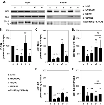 FIG 6 The impact of E2-p7 processing on the interaction of NS2 with NS3 and E2. (A) The interaction of NS2 with NS3 and E2 was determined by Western blotanalysis following NS2 pulldown assays