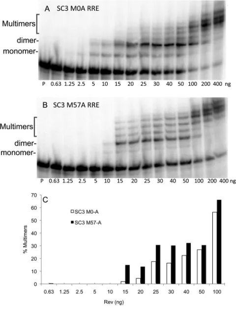 FIG 7 Binding and multimerization of selected RRE variants using gel shift 32