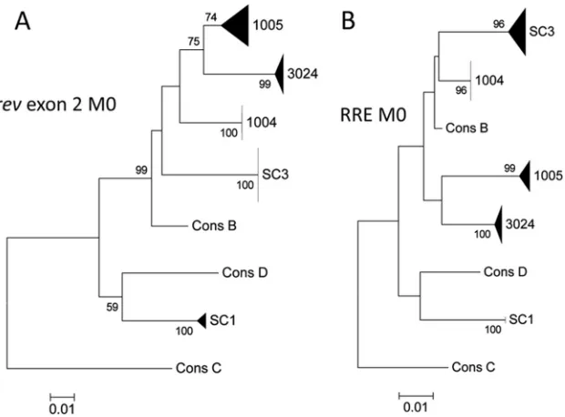 FIG 1 Population subtyping of rev and RRE single-genome sequences from individual early infections