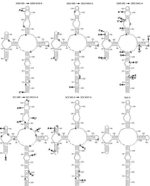 FIG 3 Sequences of selected M0 and MX patient RREs modeled on the NL4-3 structure. Selected M0 and MX RRE sequences from each patient were modeledonto the structure of the NL4-3 RRE as previously determined by SHAPE (23)