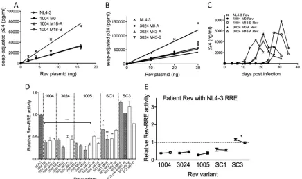 FIG 5 Activity levels of patient Rev variants with the NL4-3 RRE. Dose-response experiments with patient Rev sequences were performed as described in the