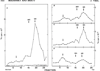 FIG. 3.AV-extractedby absorbance Velocity sedimentation of virus-specific RNA. Cells were infected and labeled, and the RNA was and subjected to velocity sedimentation through 15 to 30%o sucrose gradients containing SDS