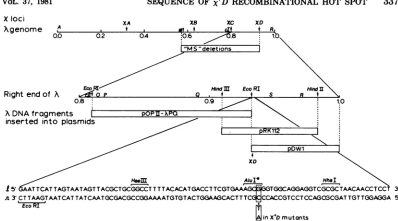 FIG. 1.positionsMS1118,mutationsendonucleasesmutations,distancestoplocus.whichonlybelow Genetic and physical map ofphage A, showing the location and nucleotide sequence of the XD On each line, physical distances are drawn to scale