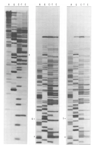 FIG. 2.polyacrylamideMaxam38shown).detailsreferenceswild-typecleaved(designatedward(X°) to Nucleotide sequence determination